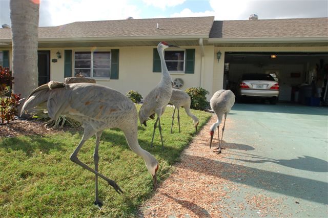 Sarasota, FL: Sandhill Cranes enjoying birdfood in my driveway