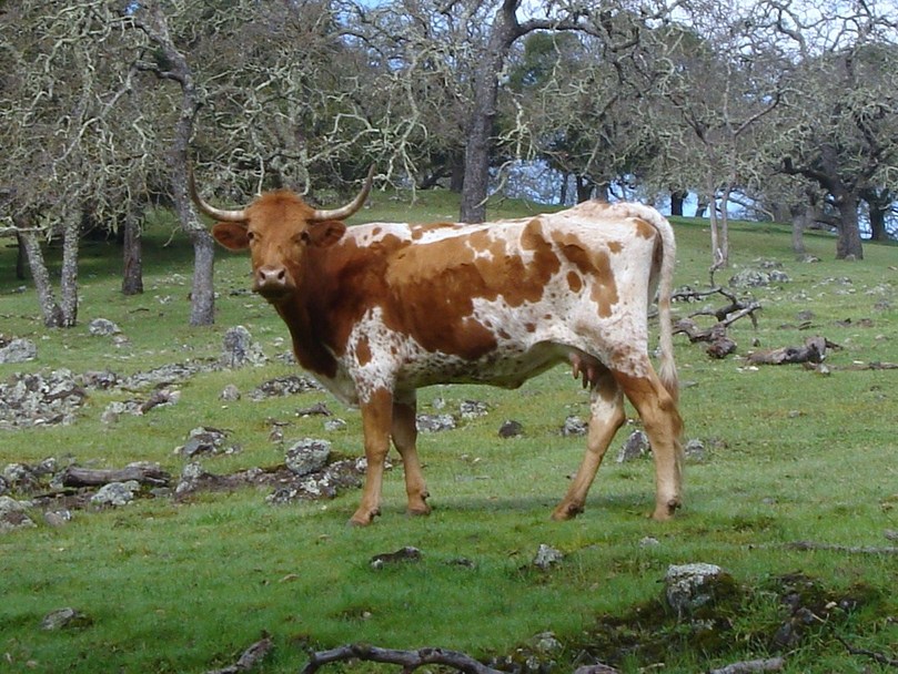 Yountville, CA: cow posing in Yountville