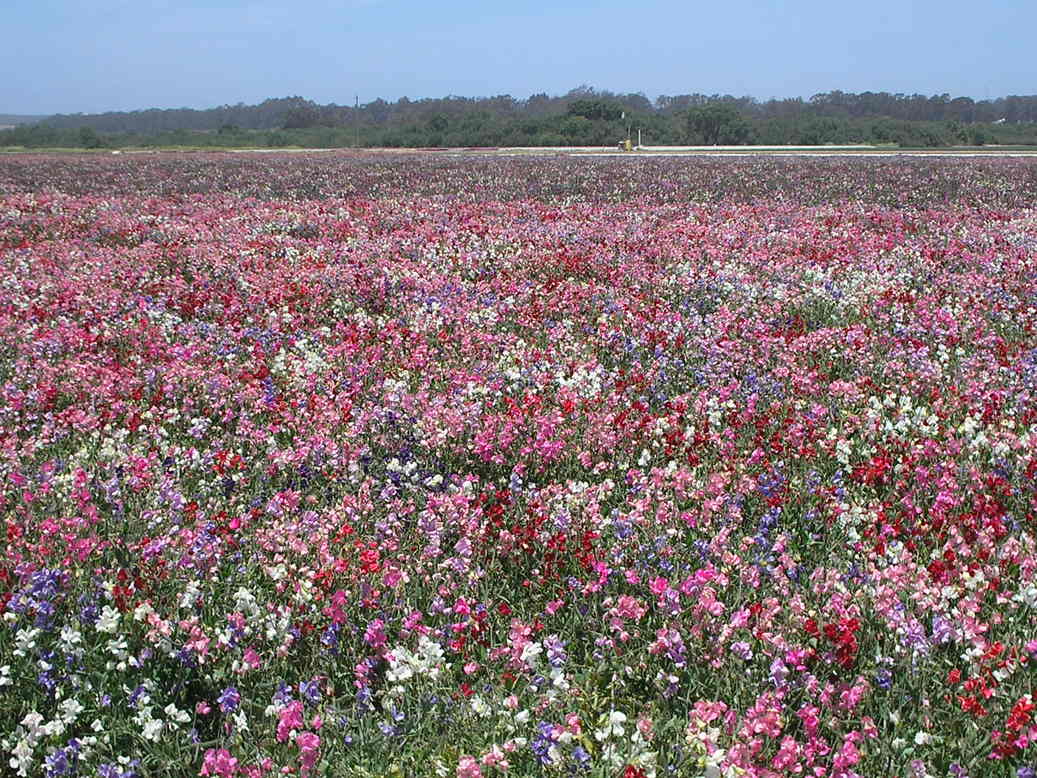 Lompoc, CA: Lompoc in bloom, June 2008