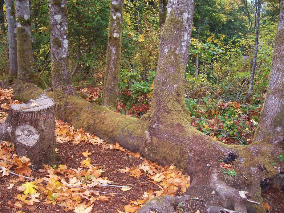 Bainbridge Island, WA: trees growing out of fallen tree