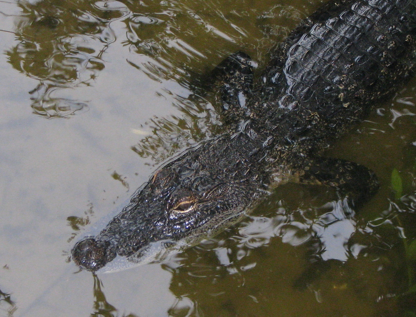 Gainesville, FL: Alligator - Lake Alice