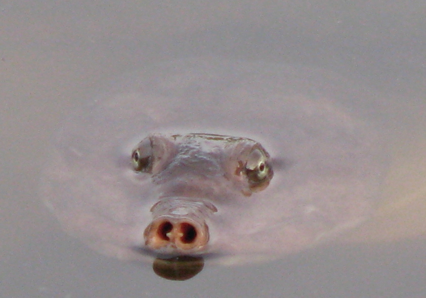 Gainesville, FL: Florida Softshell Turtle
