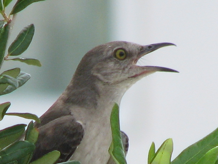 Gainesville, FL: Juvenile Mockingbird - Madera Subdivision
