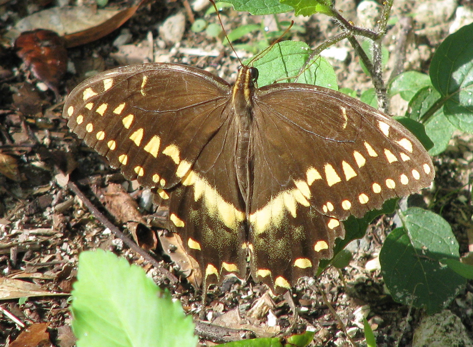 Gainesville, FL: Palamedes Swallowtail Butterfly