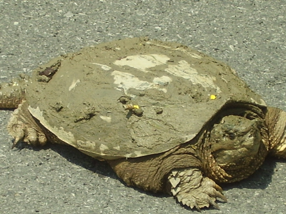 Surgoinsville, TN : Large Turtle on AFG Road Surgoinsville photo ...