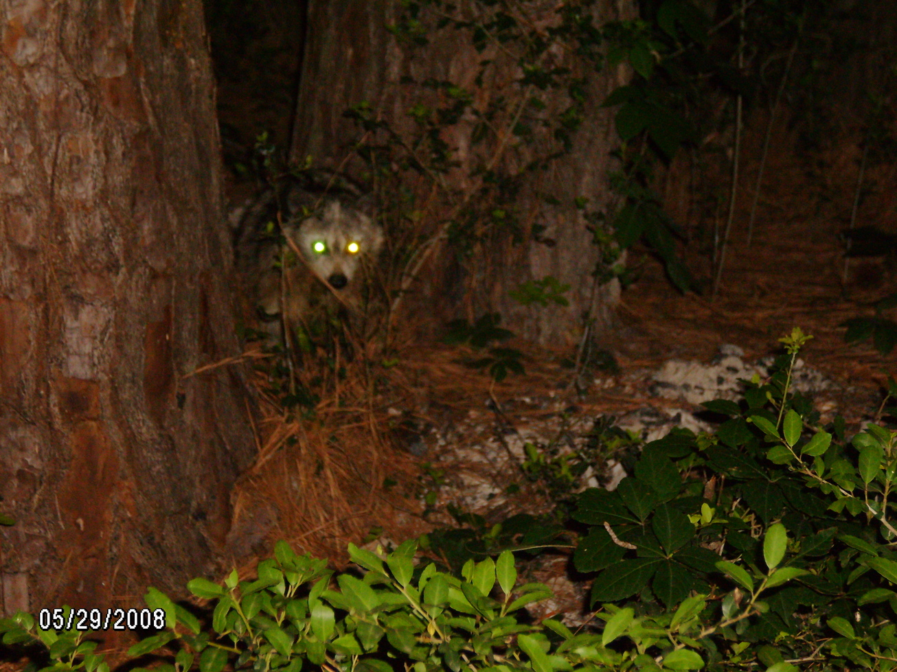 Bastrop, TX: Racoon at Bastrop State Park, sure are friendly..about 8 ft from me in this pic!