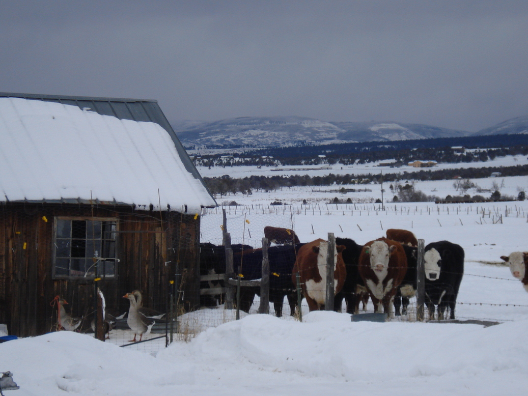 Norwood, CO: Cows in Winter