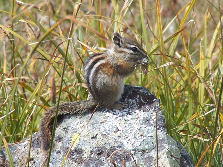 Port Angeles, WA: Chipmunk at Hurricane Ridge