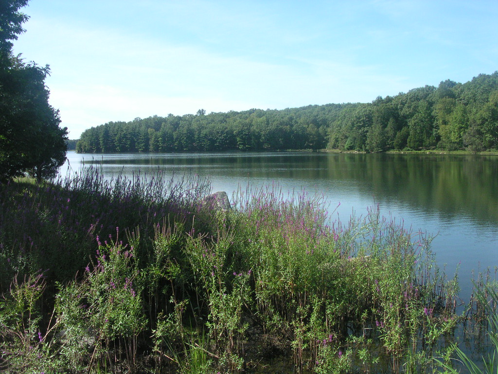 Wilton, CT: South Norwalk Reservoir in Wilton