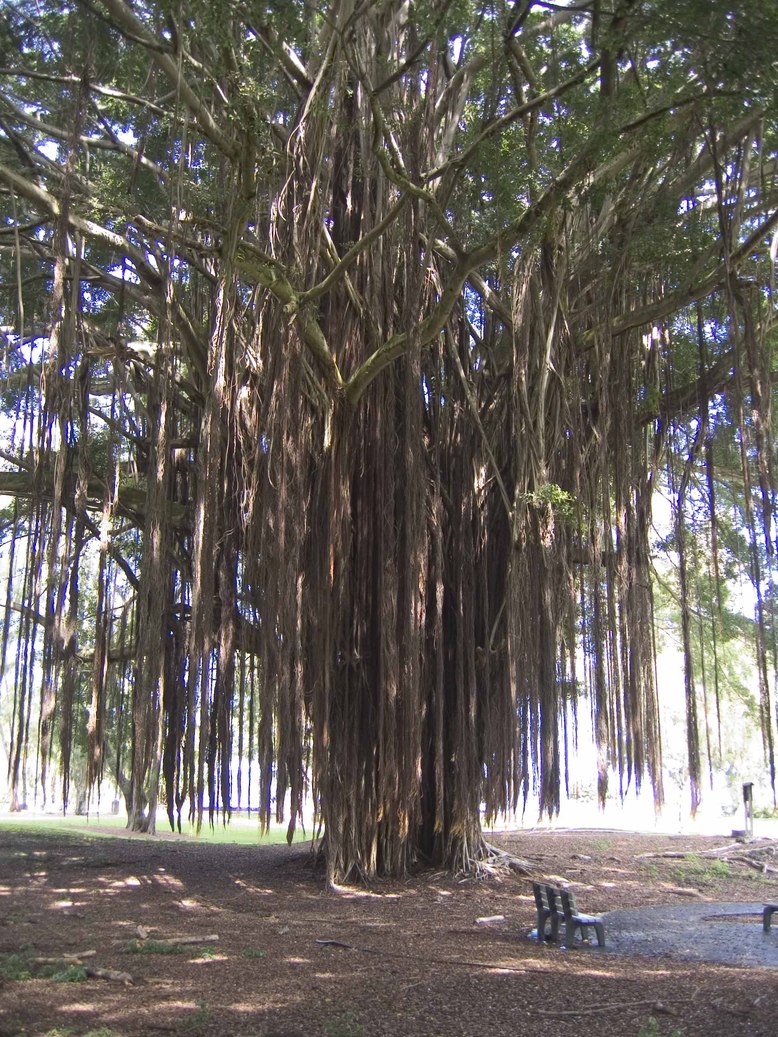 Hilo, HI: Banyon tree in Banyon Park, Hilo