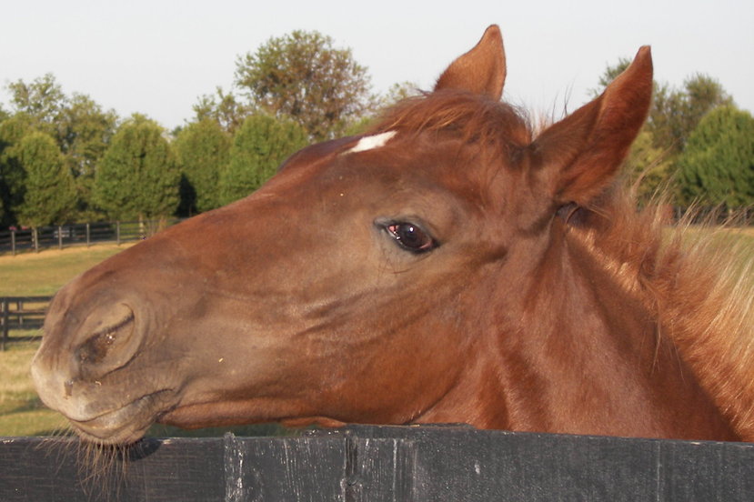 Lexington-Fayette, KY: Thoroughbred colt - Lexington aea horse farm