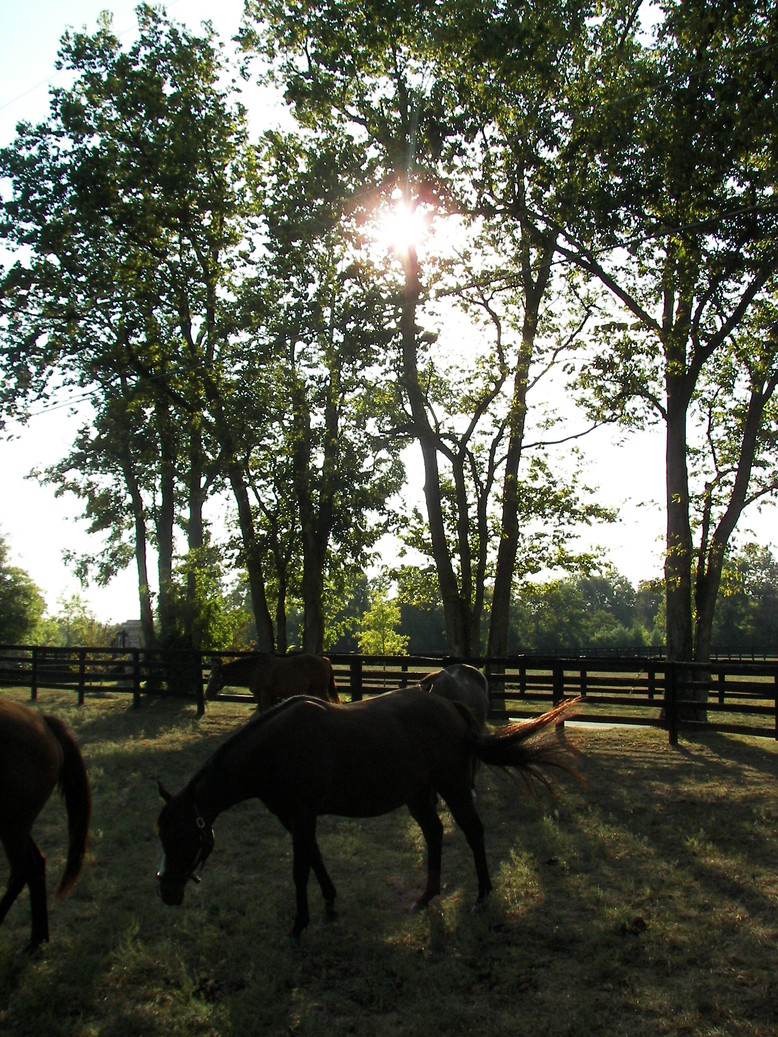 Lexington-Fayette, KY: Lexington area horse farm