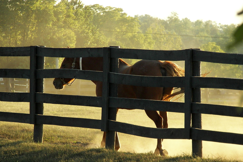 Lexington-Fayette, KY: Lexington area horse farm