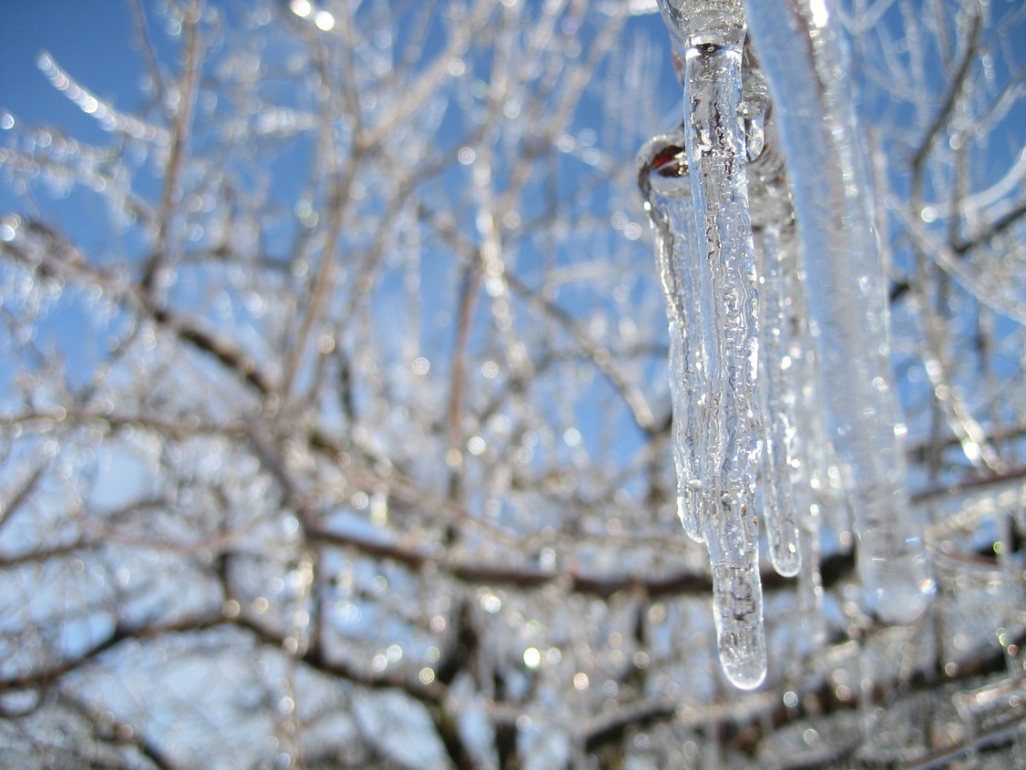 Prairie Village, KS: Ice Storm December 2007 - Crabapple Tree w/ Ice