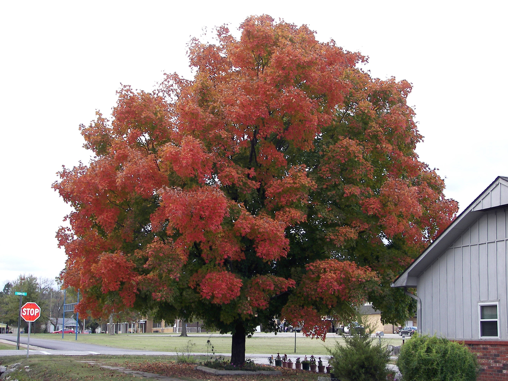 Vinita, OK: Beautiful tree at peak, taken in October 2008 near Hall-Halsell Elementary