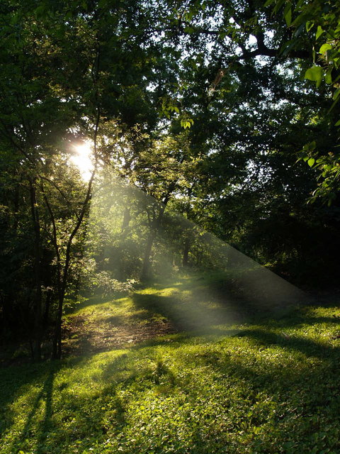 Bel-Ridge, MO: Sunrise through the trees in Gutknecht Arrowhead Park