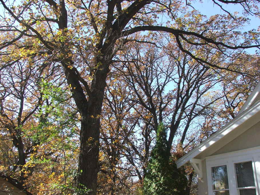 Paynesville, MN My favorite time of year in Paynesville photo