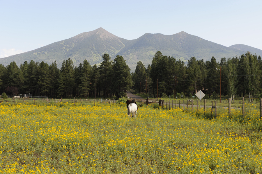 Flagstaff, AZ: North of town on N. Fort Valley Rd.