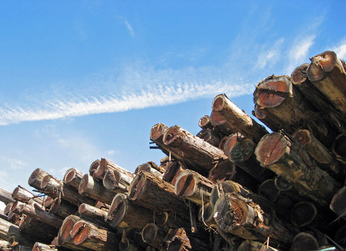 Willits, CA: Logs in Willits Redwood yard along Blosser Lane.
