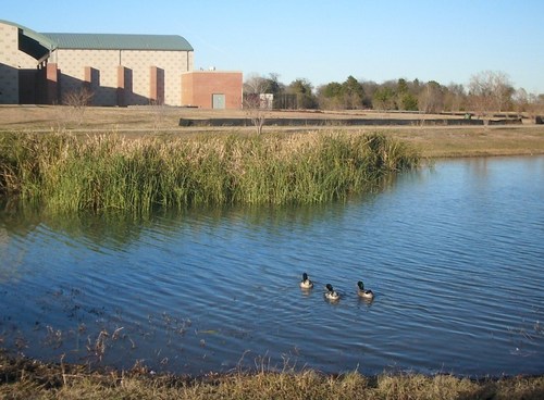 Lancaster, TX: Ducks at Lancaster Community Park