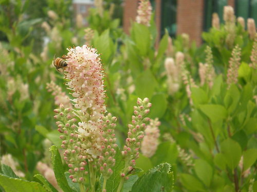 Wilmington, DE: Clethra alnifolia- Summersweet Clethra and honey bee (Along the river in Downtown)