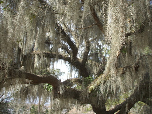 Pineville, LA: Moss covered tree at Lake Bulow.