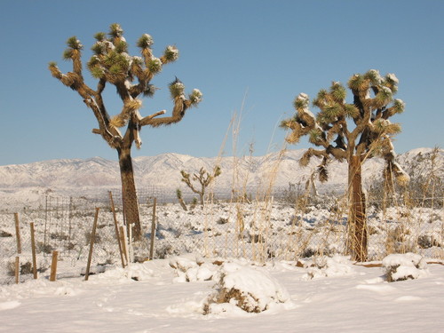 Mojave, CA: SNOW IN THE MOJAVE DESERT DEC 17TH,2008