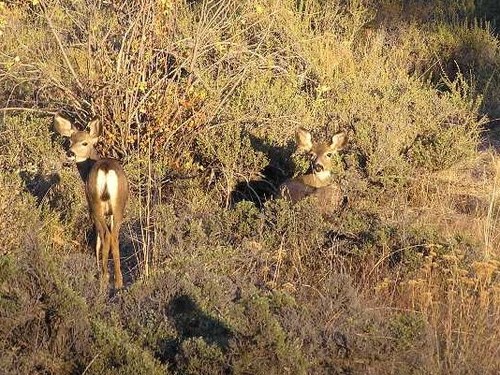 Winthrop, WA: Deer Me