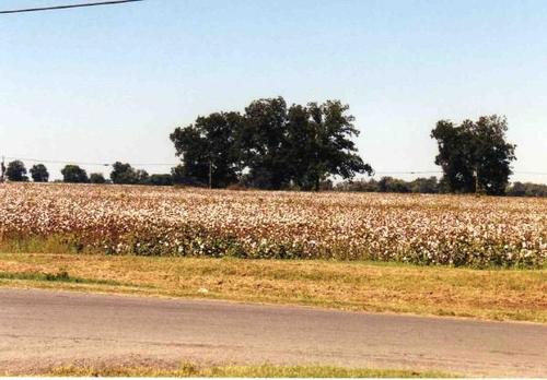 Steele, MO: Cotton field off of Wright Street