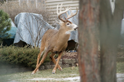 Algonquin, IL: Buck in my backyard