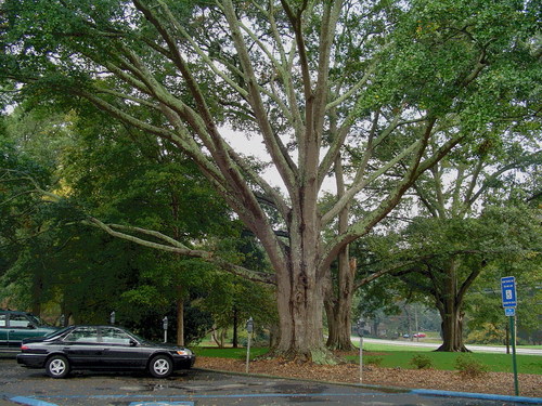 Carrollton, GA: Old Water Oaks University of West Georgia Front Campus