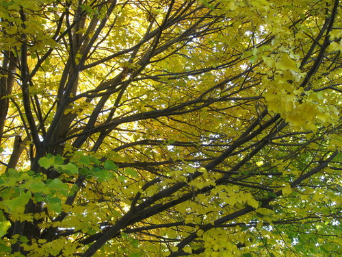 Echo, OR: Linden Tree, Fort Henrietta Park, Echo