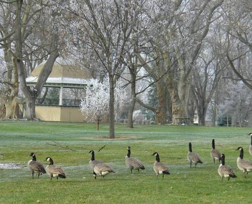 Walla Walla, WA: Bandstand, Pioneer Park, with geese