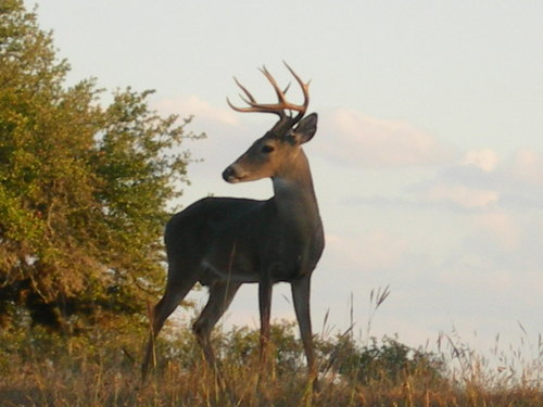 Canyon Lake, TX: Deer at Canyon Lake