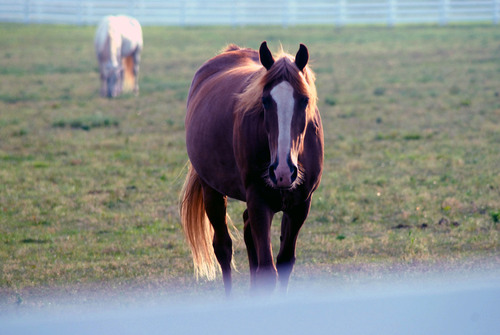 Lexington-Fayette, KY: The Kentucky Horse Park