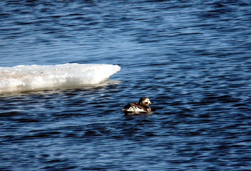Tawas City, MI: A cool bird - literally - in freezing cold Lake Huron