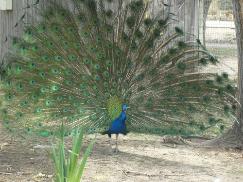 Great Bend, KS: Peacock @ Brittspaugh Zoo GB,KS
