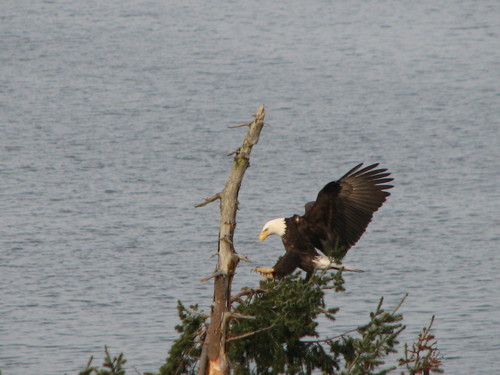 Camano, WA: The Eagle has landed