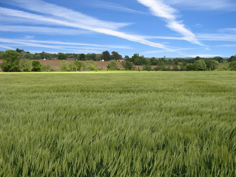 Hazel Green, AL: Wheat field, Cornell Road, Hazel Green, AL