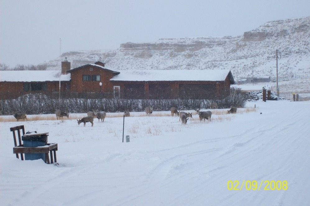 Ekalaka, MT: Deer in the middle of town. Winter of 2008