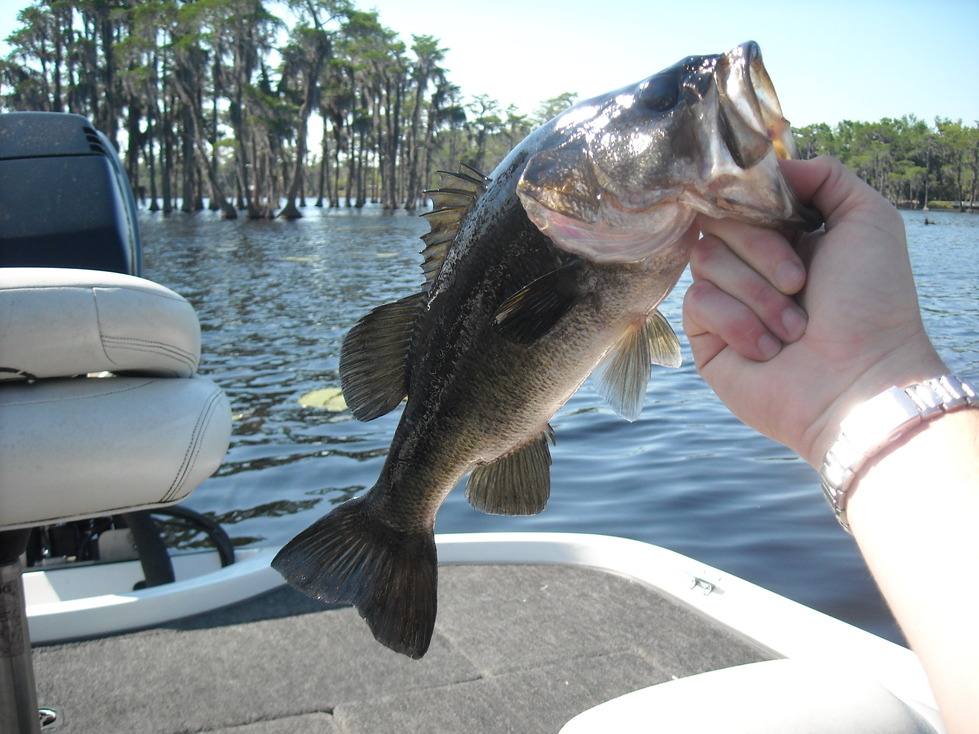 Lakeland, GA: Bass fishing on Banks Lake Lakeland GA
