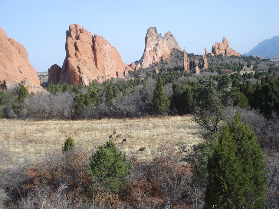 Colorado Springs, CO: Garden of The Gods deer