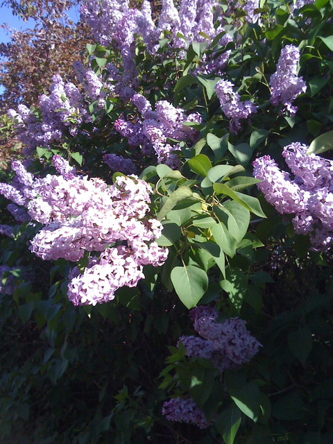 Yreka, CA: A Town of Beautiful Lilacs Everywhere