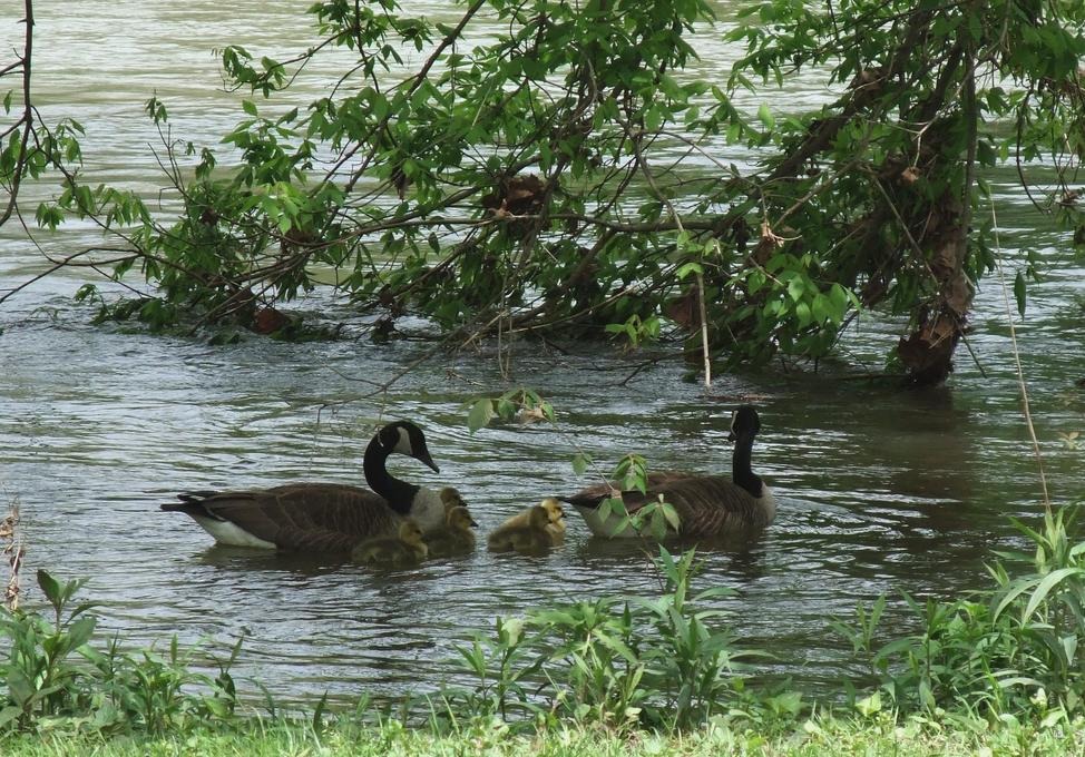Connellsville, PA: New family of Canadian Geese at the Connellsville River Park!