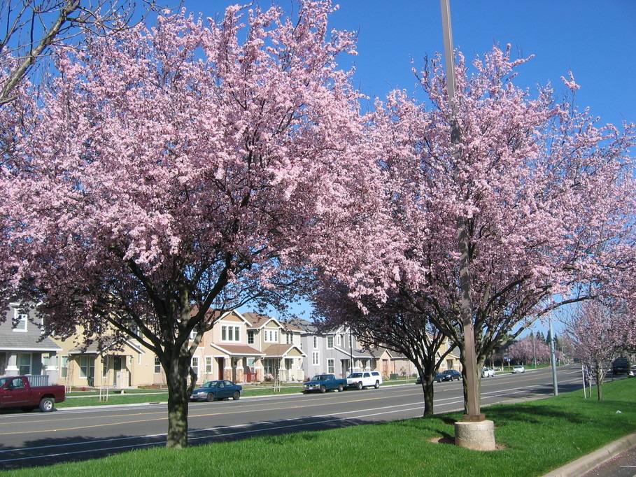 Rancho Cordova, CA: Spring in Capital Village Rancho Cordova
