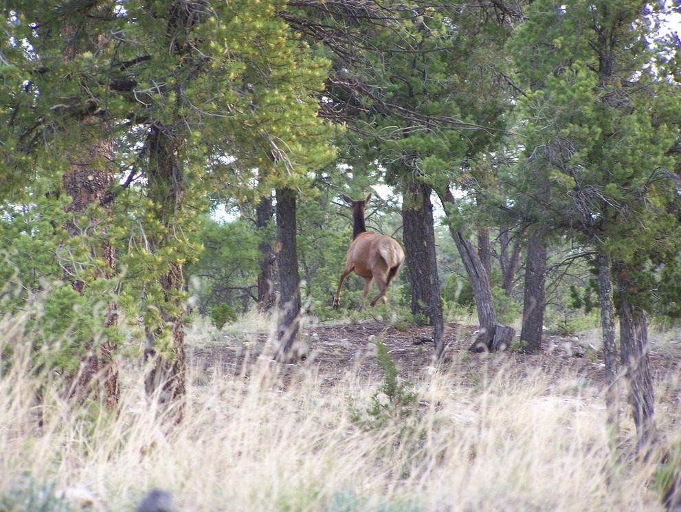 Heber-Overgaard, AZ: Cow Elk in Heber