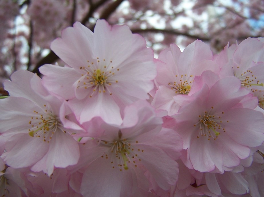 Newark, NJ: closeup of cherry blossom