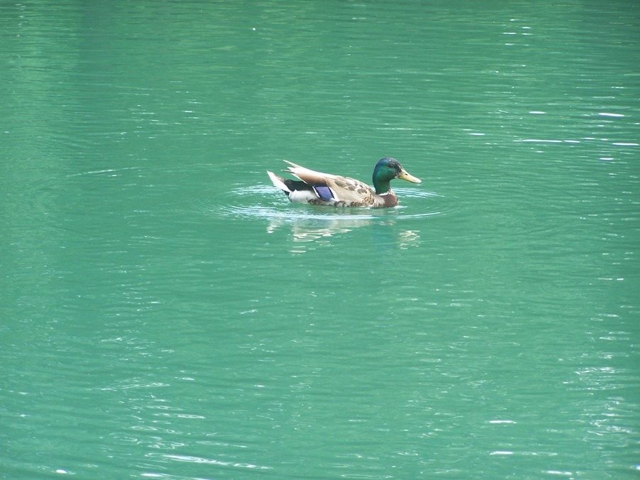 Irvington, NJ: Duck lounging in Pond of Irvington Park