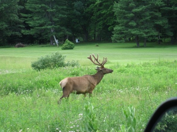 Emporium, PA: Riding down the rode and this elk is standing there, beautiful creature