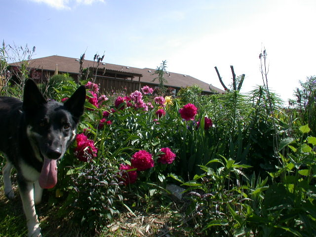 Raymore, MO: Mr Fritz in the garden